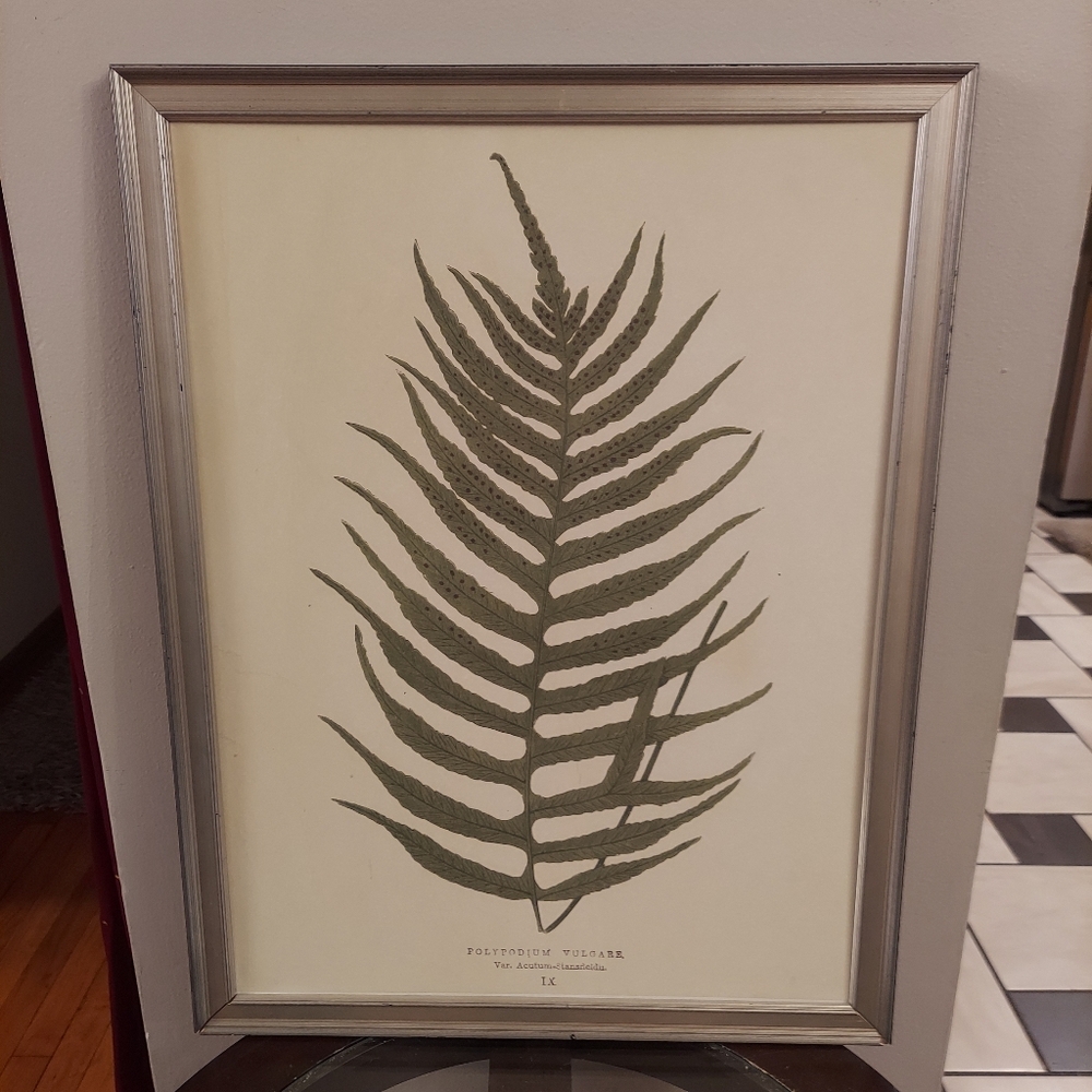Botanical Lowe's Ferns 1856 Polypodium Vulgare IX 20"x26" Framed Art Print